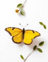 Fototapeta premium Yellow butterfly on white background