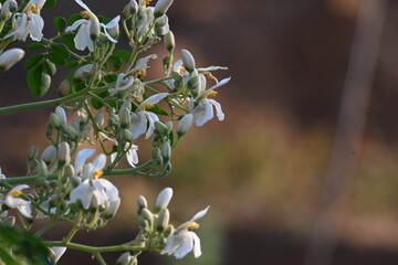 Moringa tree flowers. This is a Moringaceae family tree. Its other names  moringa, drumstick tree, horseradish, and ben oil tree and benzolive. Vegetable is made from this flower. White flower. 