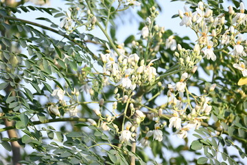 Moringa tree flowers. This is a Moringaceae family tree. Its other names &nbsp;moringa, drumstick tree, horseradish, and&nbsp;ben oil&nbsp;tree and&nbsp;benzolive. Vegetable is made from this flower. White flower. 
