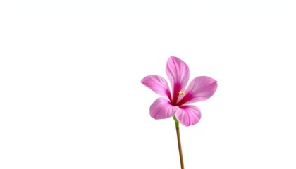A single, vibrant bloom isolated against a pure white backdrop, wallpaper, nature photography