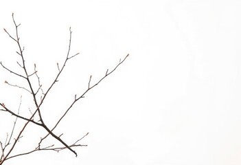 Delicate, bare branches isolated against a pure white backdrop, clean, detail