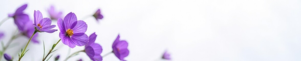 Fototapeta premium Delicate dried violet flowers on a crisp white background, dried violet flowers, nature