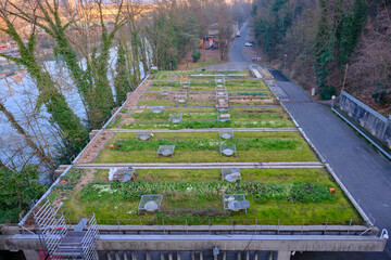 Rooftop food garden thriving amidst the urban landscape, with rows of fresh herbs, vegetables, and flowers