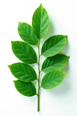 Obraz premium Isolated green eucalyptus leaf with intricate details on white surface, nature, minimalism