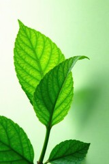 Fototapeta premium lush green leaves isolated on white background, abstract, plant life