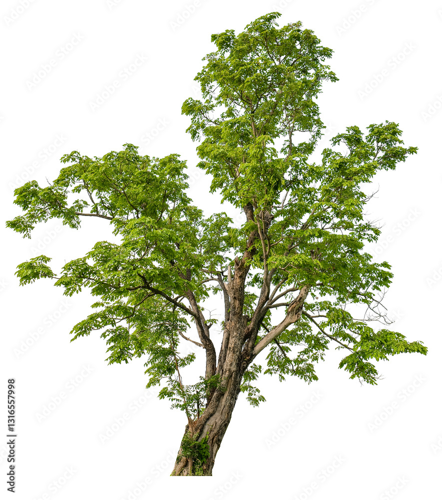 Poster png single tree transparent background, high qaulity tree shoot by full frame camera, high resolutio
