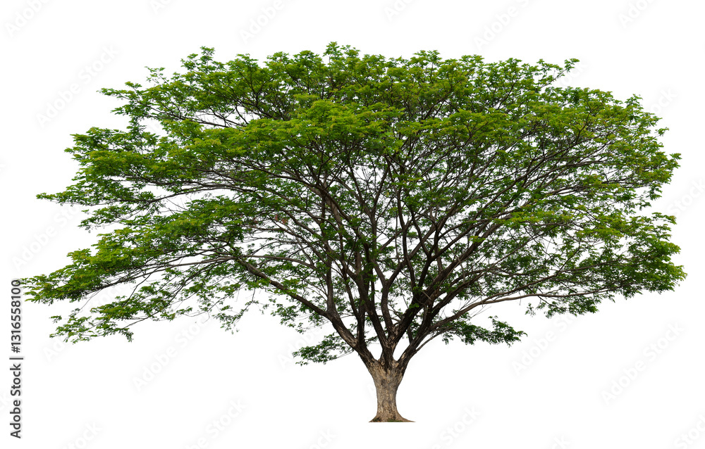 Poster png single tree transparent background, high qaulity tree shoot by full frame camera, high resolutio