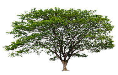 Obraz premium PNG single tree transparent background, high qaulity tree shoot by full frame camera, high resolution and sotf light easy to modifiy and drag to main project 