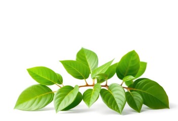 Single vibrant green plant, isolated on pure white background, spring, green