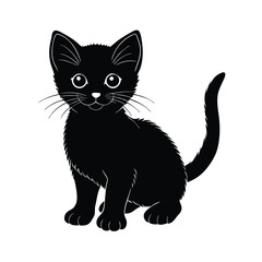 black and white kitten