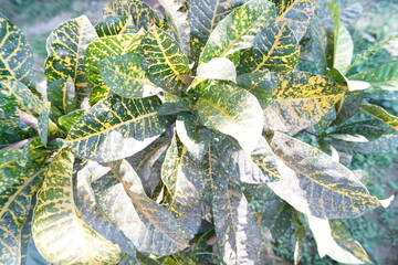 green leaves on the wall