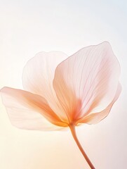 Delicate translucent flower with soft pastel light  
