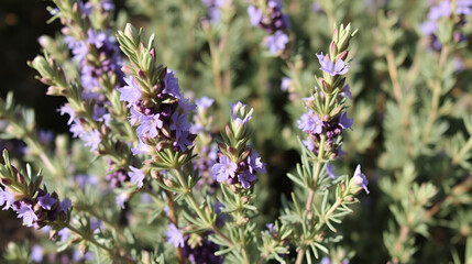 Obraz premium rosemary flowers