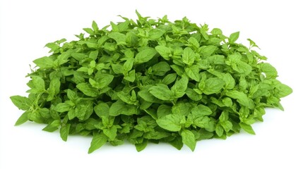Obraz premium Lush vibrant oregano plant on a bright white background studio shot