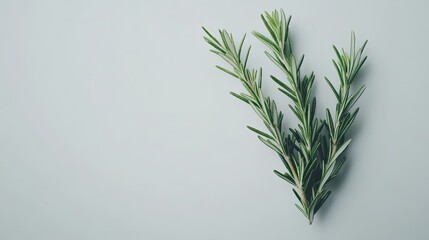 Obraz premium Fragrant sprigs of rosemary on a calming background offering natural serenity