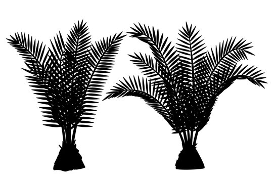 vector black palm tree. Clip art isolated on transparent background.