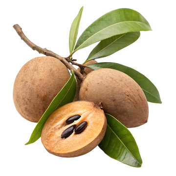 Sapodilla fruits with branch and leaves isolated on white or transparent png