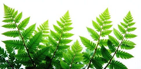 lush green ferns isolated on white background, vegetation, nature, plants