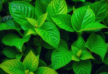Lush green leaves, vibrant texture, intricate details, outdoor,  texture