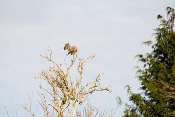 a kestrel (Falco tinnunculus) bird raptor sitting atop a winter tree