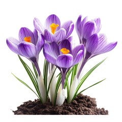 Naklejka premium spring crocus flowers