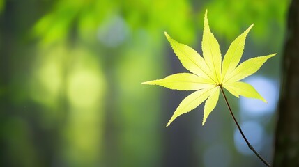Obraz premium A glowing leaf stands out in a tranquil forest, symbolizing nature's quiet beauty and serenity.