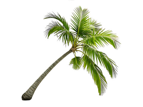 PNG tropical palm tree, cut out - Powered by Adobe