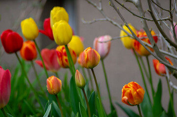 Fototapety na wymiar - Fototapeta24.pl