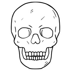 skull illustration hand drawn outline vector
