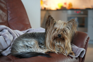 Obraz na płótnie Canvas Yorkshire Terrier resting on a leather couch. Adorable Yorkie dog relaxing indoors. Small dog lying on a sofa with a cozy blanket. Yorkshire Terrier in a modern home setting.