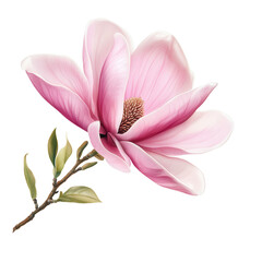 Magnolia Bloom: This exquisite close-up showcases the delicate beauty of a blooming magnolia flower, its soft pink petals and intricate details inviting a sense of calm and natural elegance.