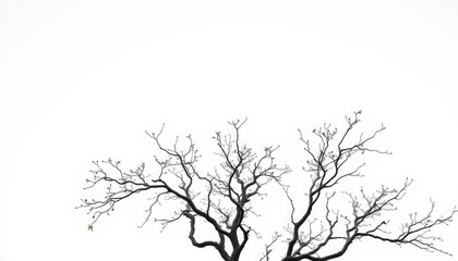 Obraz premium A solitary deciduous tree, branches reaching skyward, against a pure white backdrop, autumn, branches