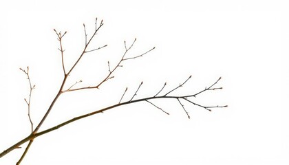 Fototapeta premium Delicate, bare branches isolated against a pure white backdrop, botany, detail