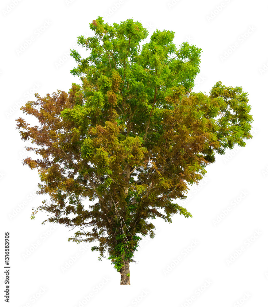 Poster png single tree transparent background, high qaulity tree shoot by full frame camera, high resolutio