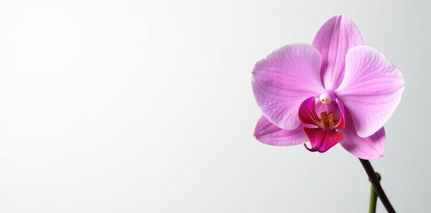 Obraz premium Single pink butterfly orchid, pristine white backdrop , macro photography, botanical, butterfly orchid