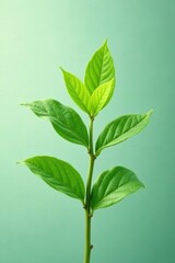 Fototapeta premium Single sprig, fresh green leaves, clean backdrop , healthy, botanical, eco-friendly