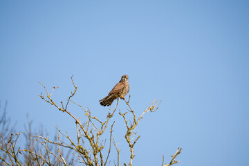 a kestrel (Falco tinnunculus) bird raptor sitting atop a winter tree