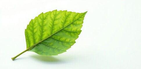 Obraz premium Single isolated leaf branch with veins isolated on a white surface, vein, texture, leaf