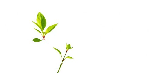 Obraz premium Single vibrant green plant, isolated on pure white backdrop, twig, visual