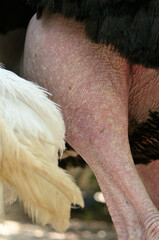 details of body parts of an ostrich bird