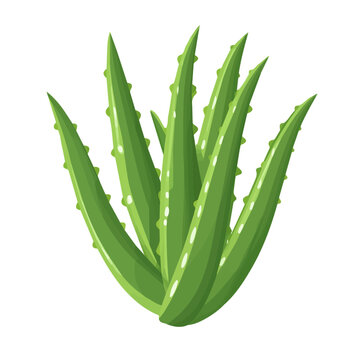 green aloe vera plant isolated clip art preview