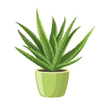 green aloe vera plant in pot clip art preview