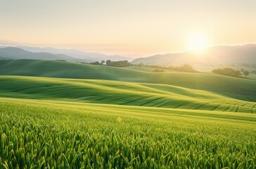 Naklejka premium Breathtaking sunrise over rolling hills, with vibrant green fields and soft light creating a serene, picturesque landscape.