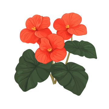 red begonia flowers with green leaves clip art preview