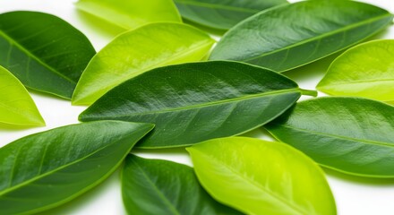 Fresh Green Leaves Background on White Surface Close Up View