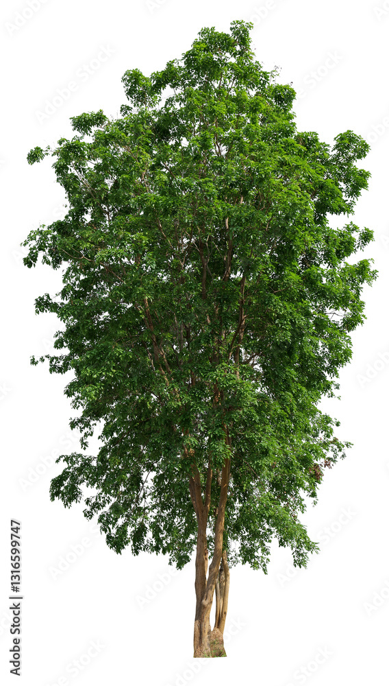 Aufkleber png single tree transparent background, high qaulity tree shoot by full frame camera, high resolutio