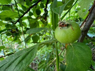 Malus coronaria, also known by names sweet crabapple or garland crab, is North American species of Malus (crabapple).

