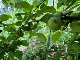 Malus coronaria, also known by names sweet crabapple or garland crab, is North American species of Malus (crabapple).
