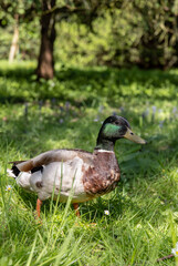 duck walking in the park on a sunny day
