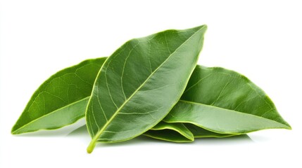 Verdant cluster of bay leaves showcasing fresh culinary herbs